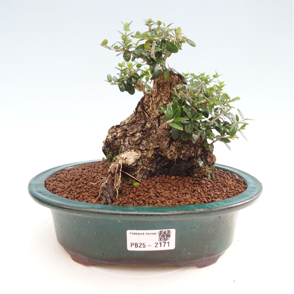 Izbová bonsai - Olea europaea sylvestris -Oliva evropská drobnolistá