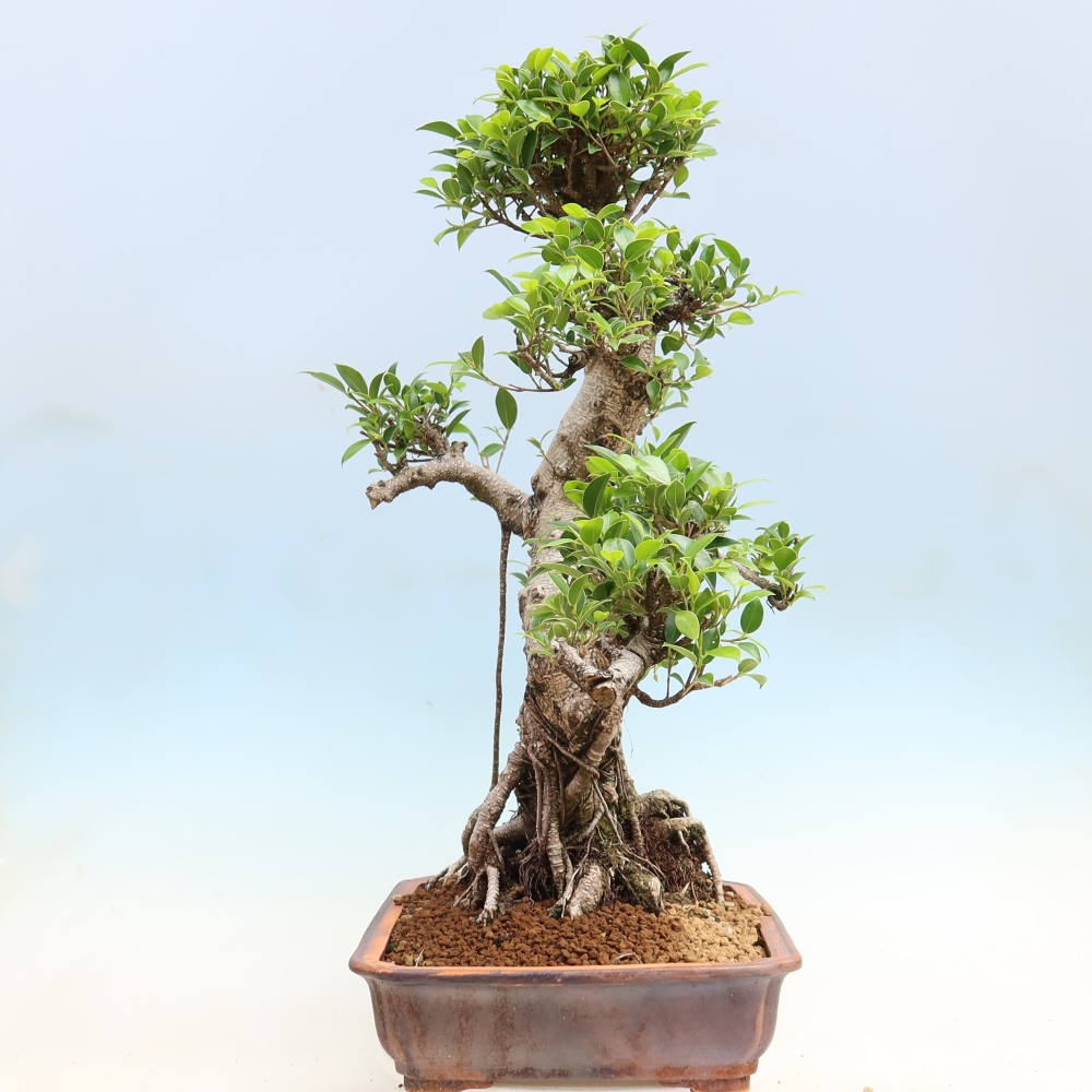 Izbové bonsaje - Ficus kimmen - drobnolistý fikus