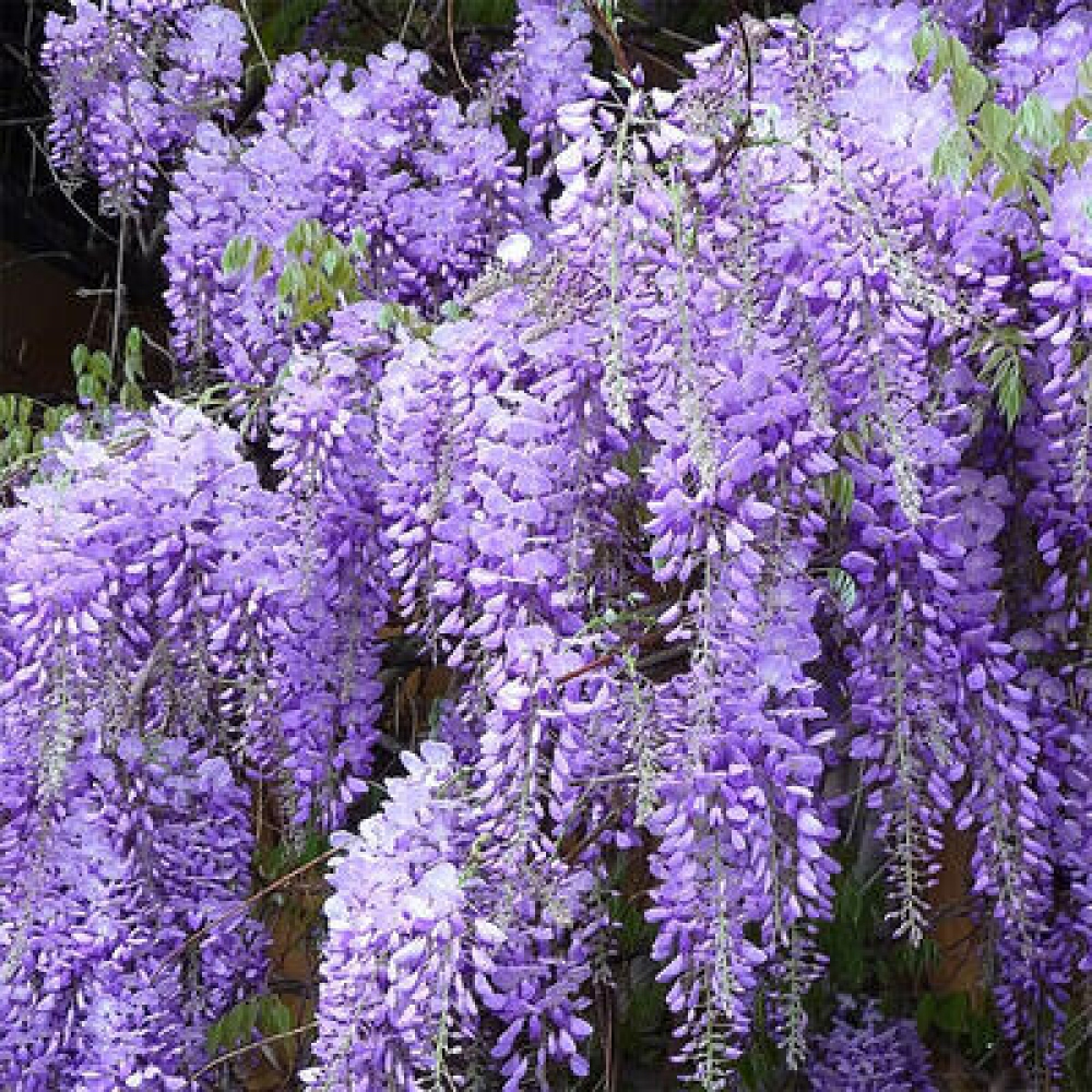Vonkajšie bonsaje - Wisteria floribunda