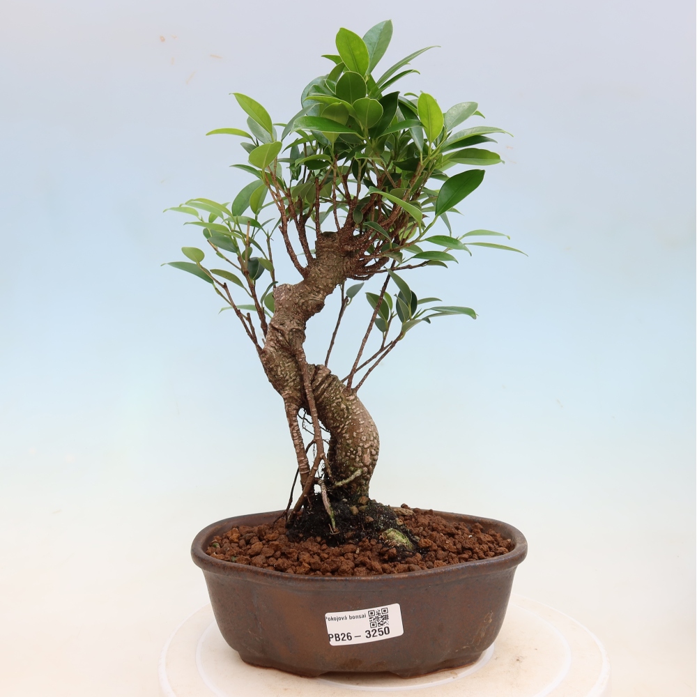 Izbové bonsaje - Ficus kimmen - drobnolistý fikus