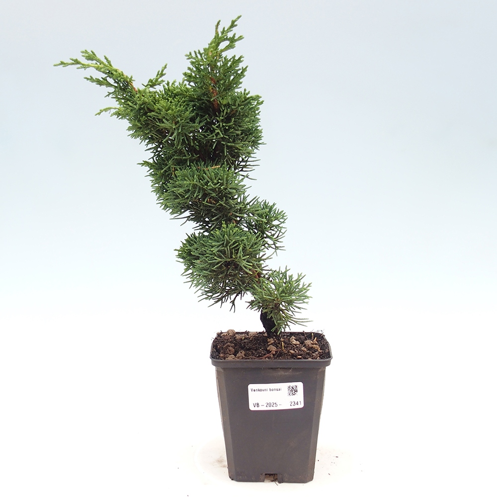 Vonkajšie bonsai - Juniperus chinensis Kishu -Jalovec čínsky