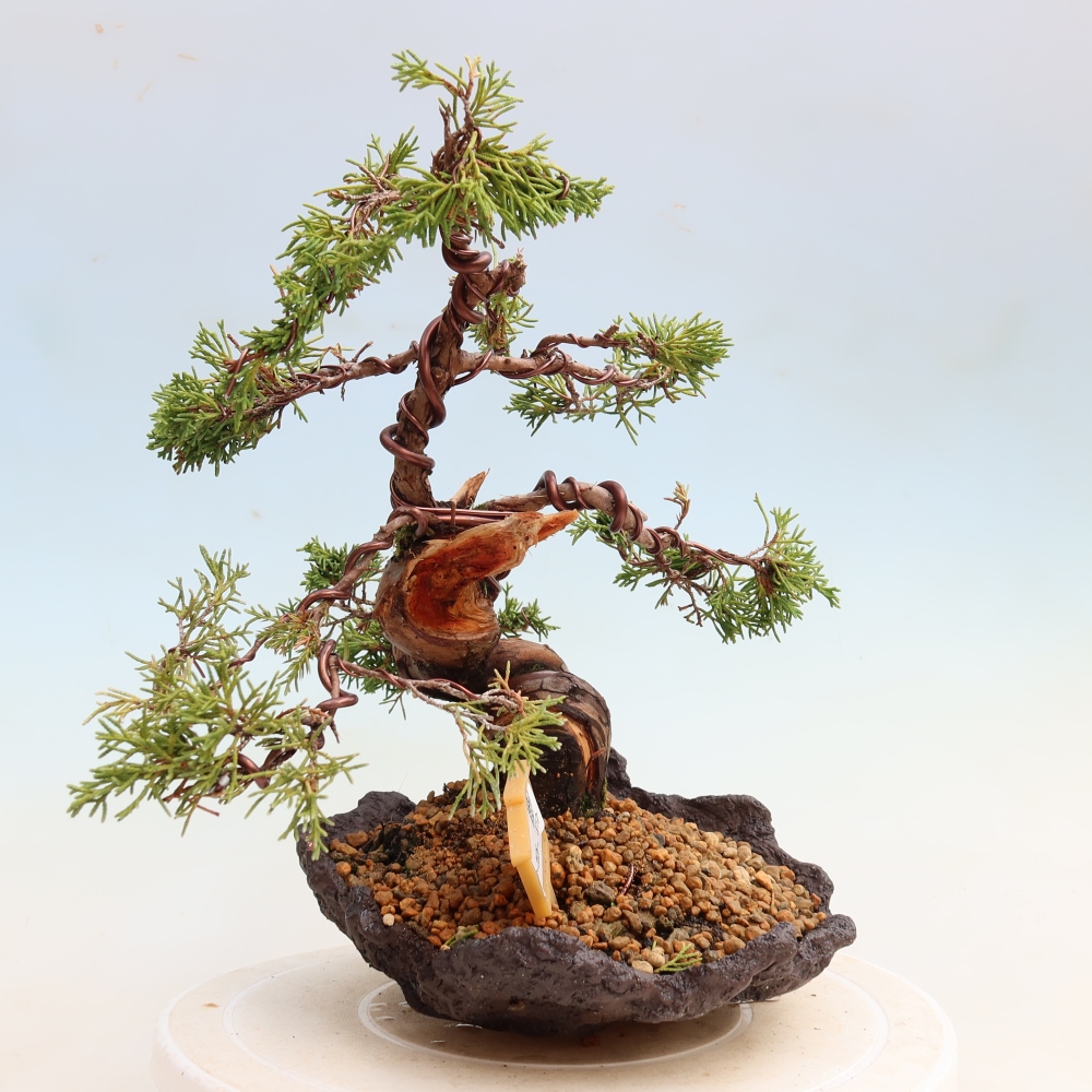 Vonkajší bonsai – Juniperus chinensis Itoigawa – čínsky jalovec
