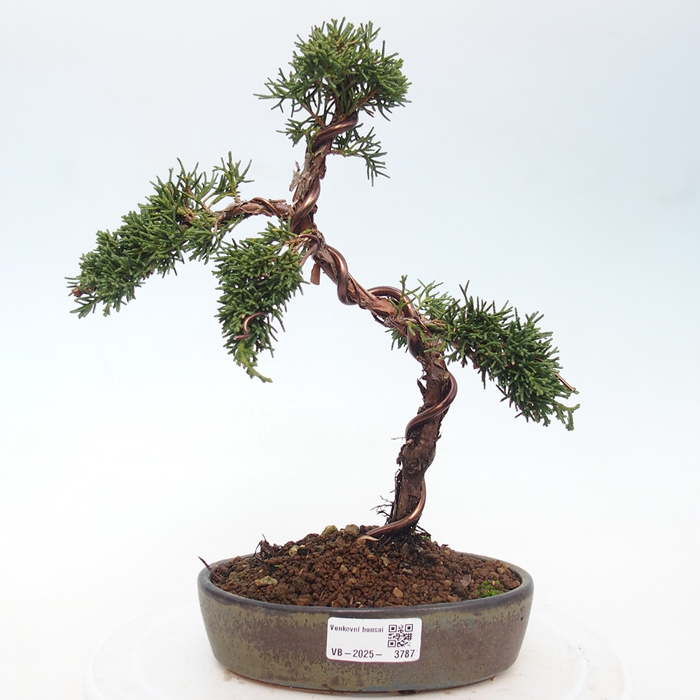 Vonkajší bonsaj - Juniperus chinensis Kishu
