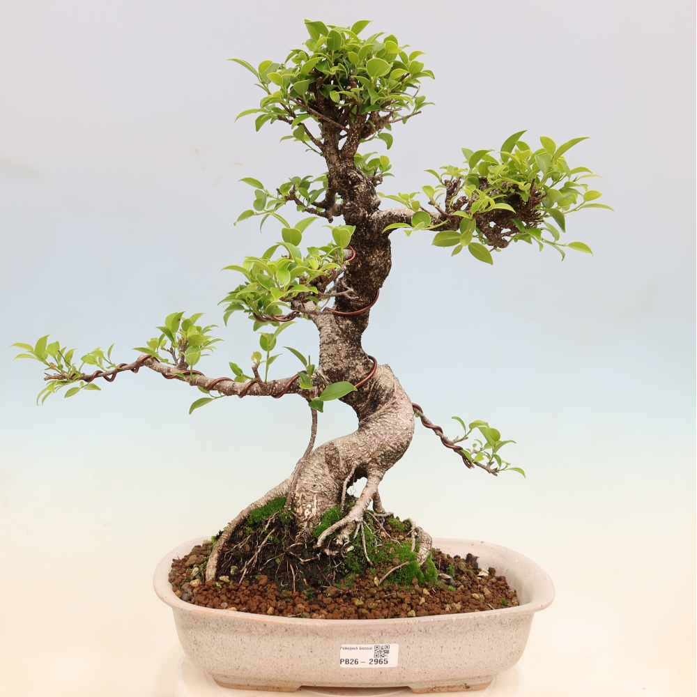 Izbové bonsaje - Ficus kimmen - drobnolistý fikus