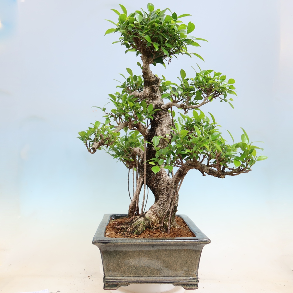 Izbové bonsaje - Ficus kimmen - drobnolistý fikus