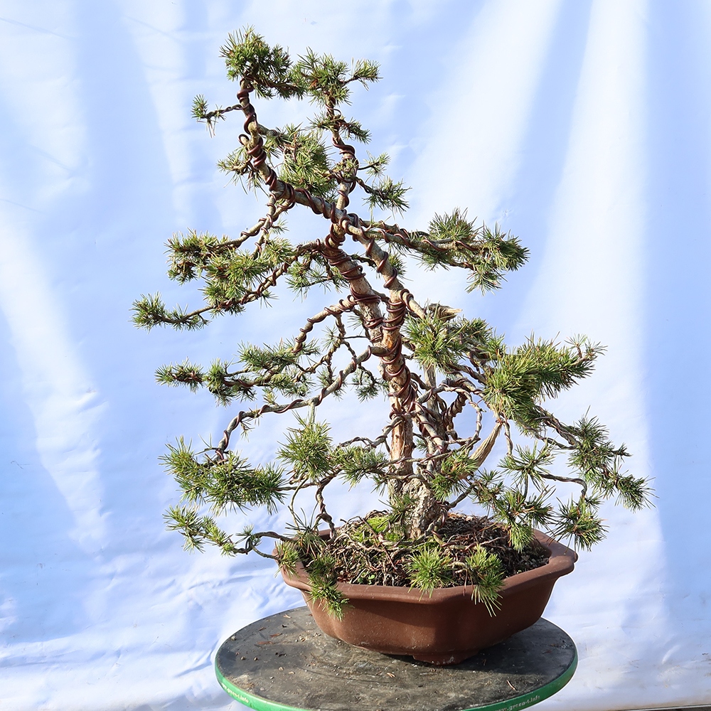 Pinus sylvestris Španielsko – borovica lesná
