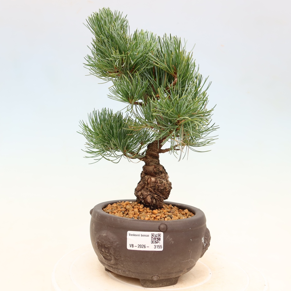 Vonkajšie bonsaje - Pinus parviflora - Pinus parviflora
