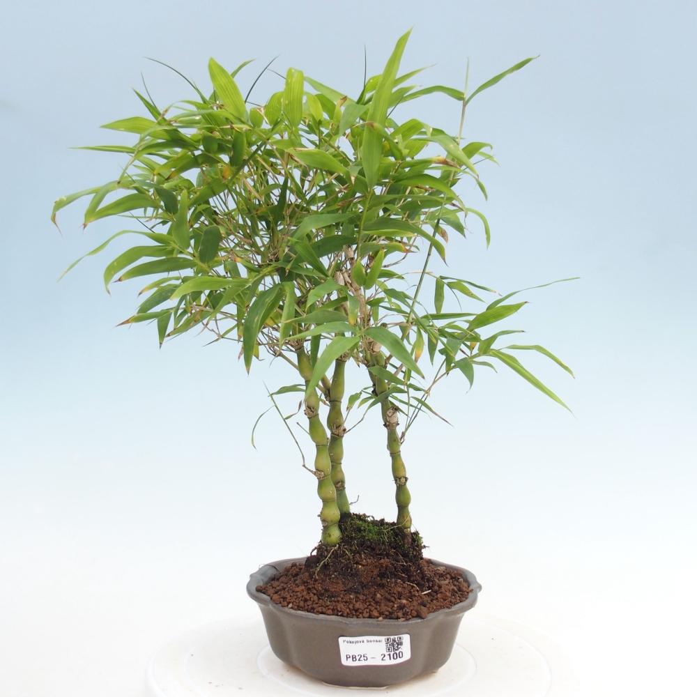 Izbová bonsai - Bambus budha-Bambus budhovo brucho