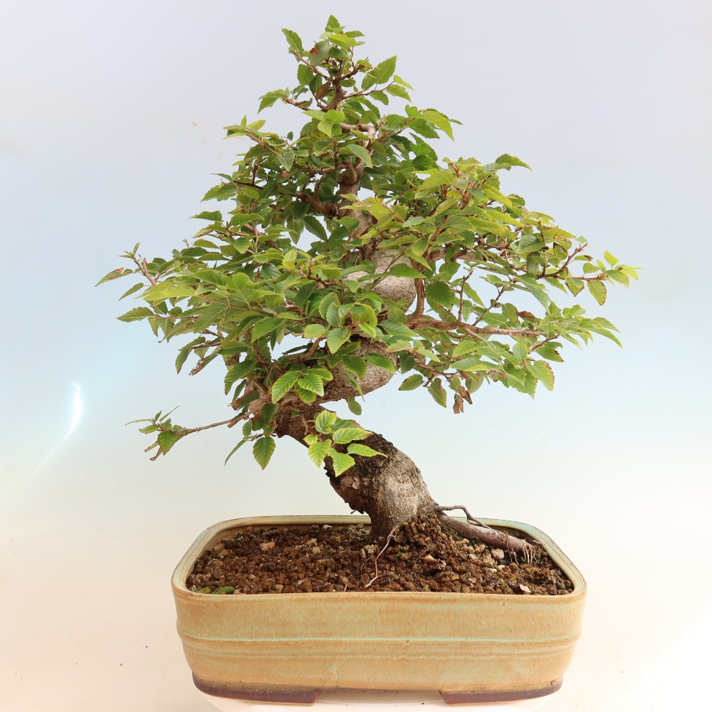 Vonkajšie bonsaje -Carpinus CARPINOIDES - Hrab kórejský