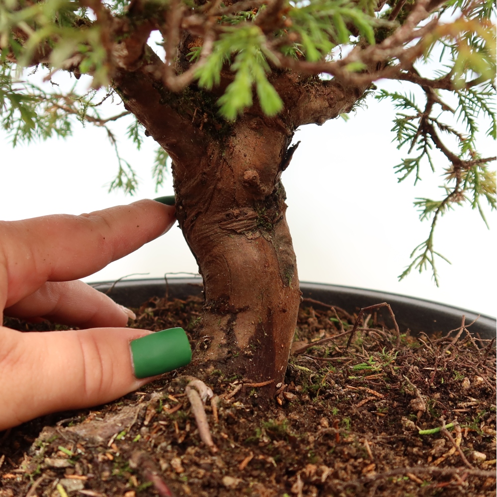 Vonkajší bonsai – Juniperus chinensis Itoigawa – čínsky jalovec