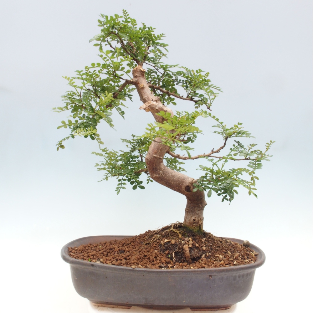 Izbová bonsai - Zantoxylum piperitum - korenistý