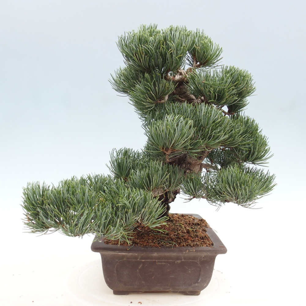 Vonkajšie bonsai - Pinus parviflora - Borovica drobnokvetá