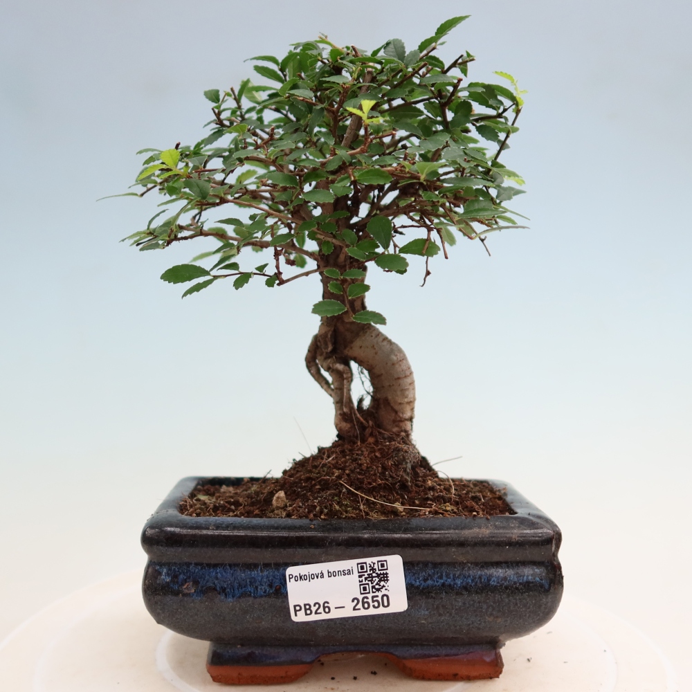 Izbový bonsaj - Ulmus parvifolia - brest malolistý