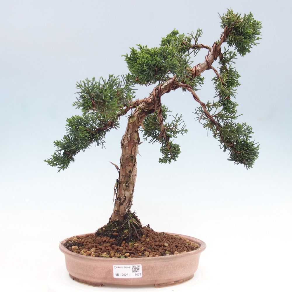 Vonkajšie bonsai - Juniperus chinensis Kishu -Jalovec čínsky