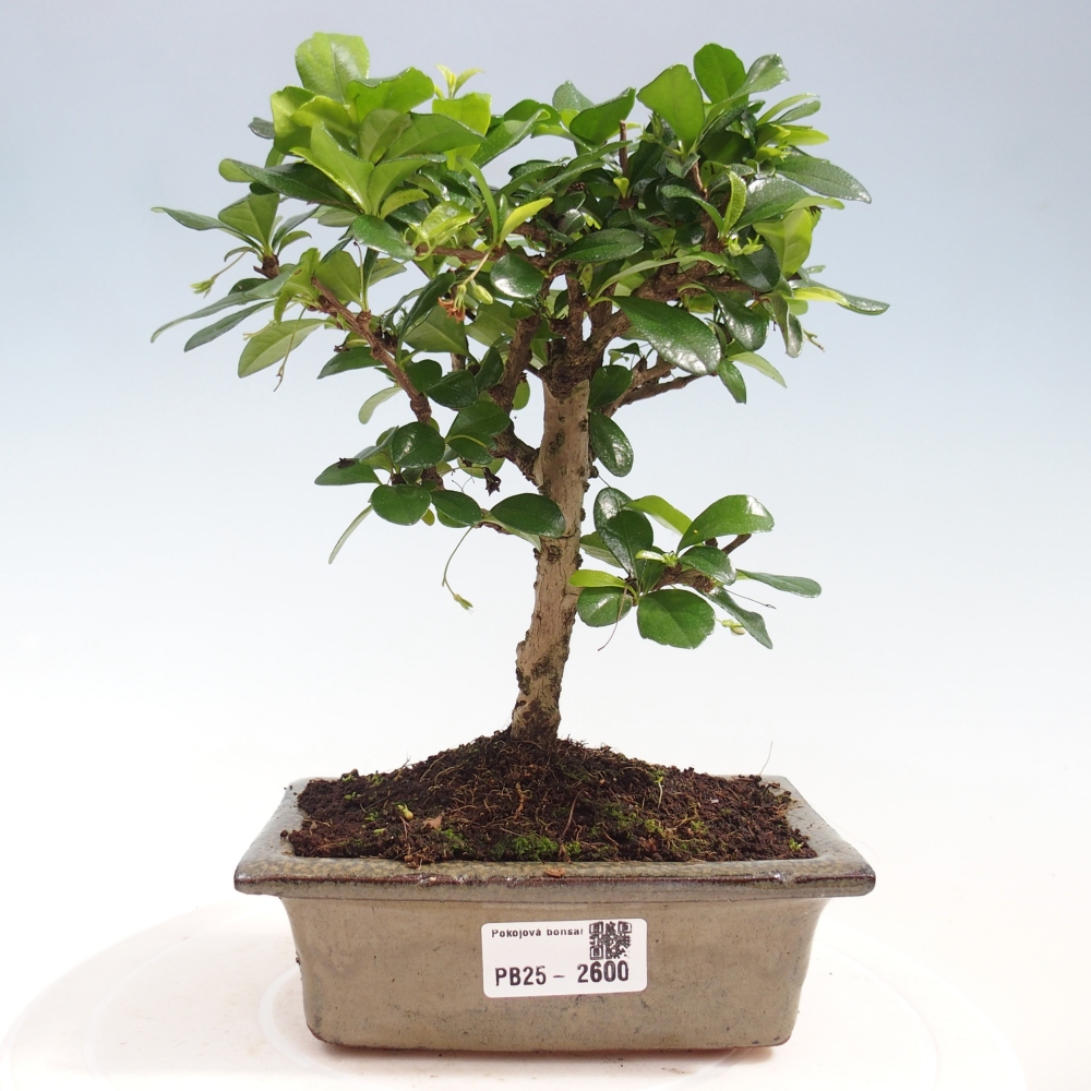 Izbová bonsai - Carmona macrophylla - Čaj fuki