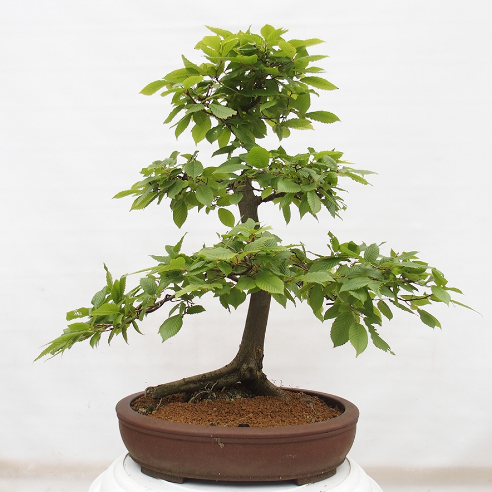 Vonkajší bonsai - Hrab obyčajný - Carpinus betulus