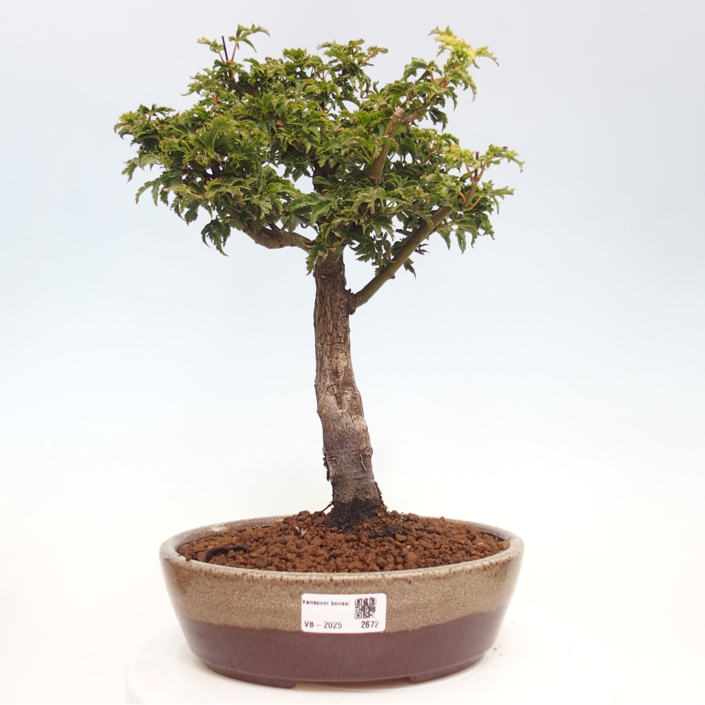 Vonkajší bonsai -Javor dlanitolistý Acer palmatum Shishigashira