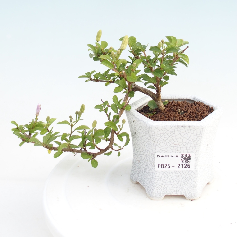 Izbová bonsai - Grewia occidentalis - Hviezdica levanduľová