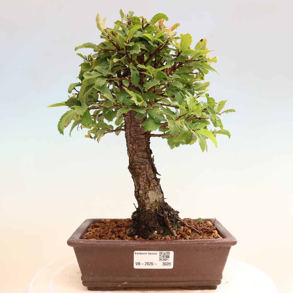 Vonkajšie bonsaje - Zelkova - Zelkova NIRE