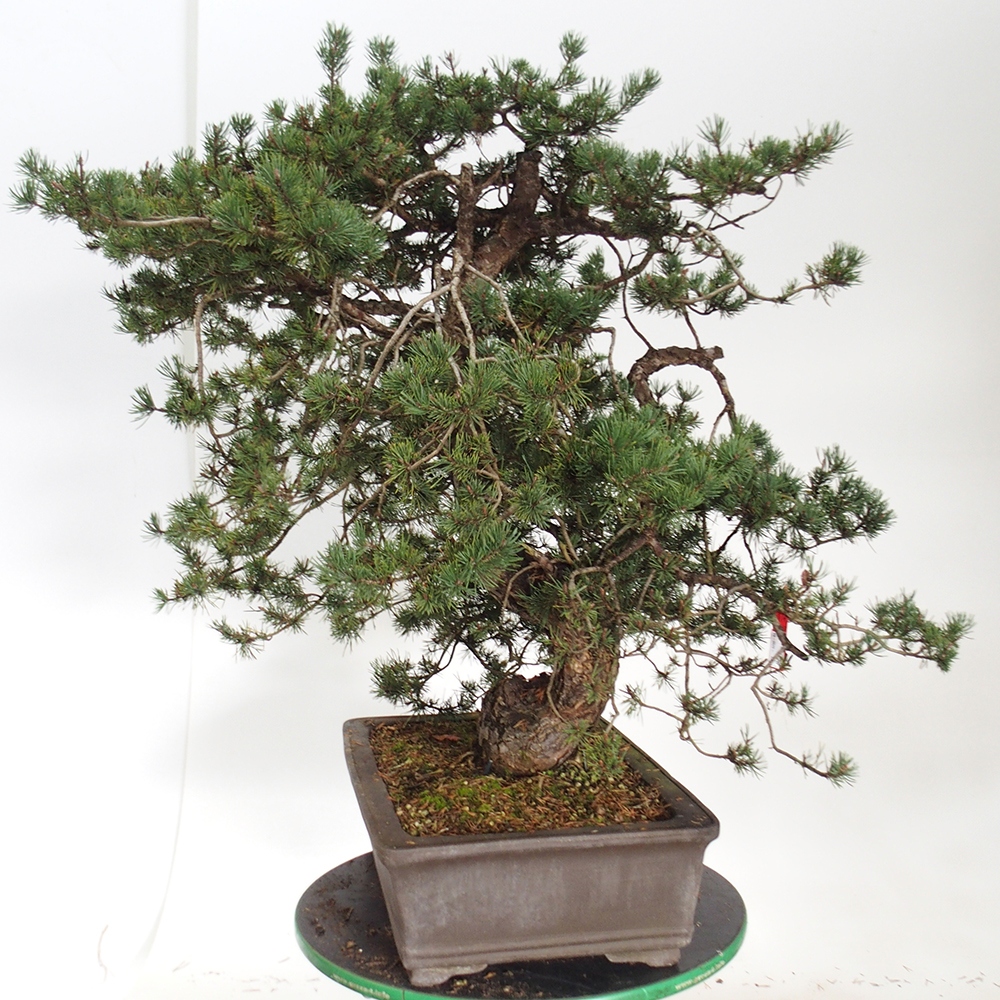 Yamadori - Pinus sylvestris Španielsko