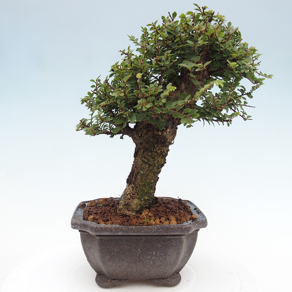 Vonkajší bonsai - Ulmus parvifolia Hokkaido - brest Čínsky