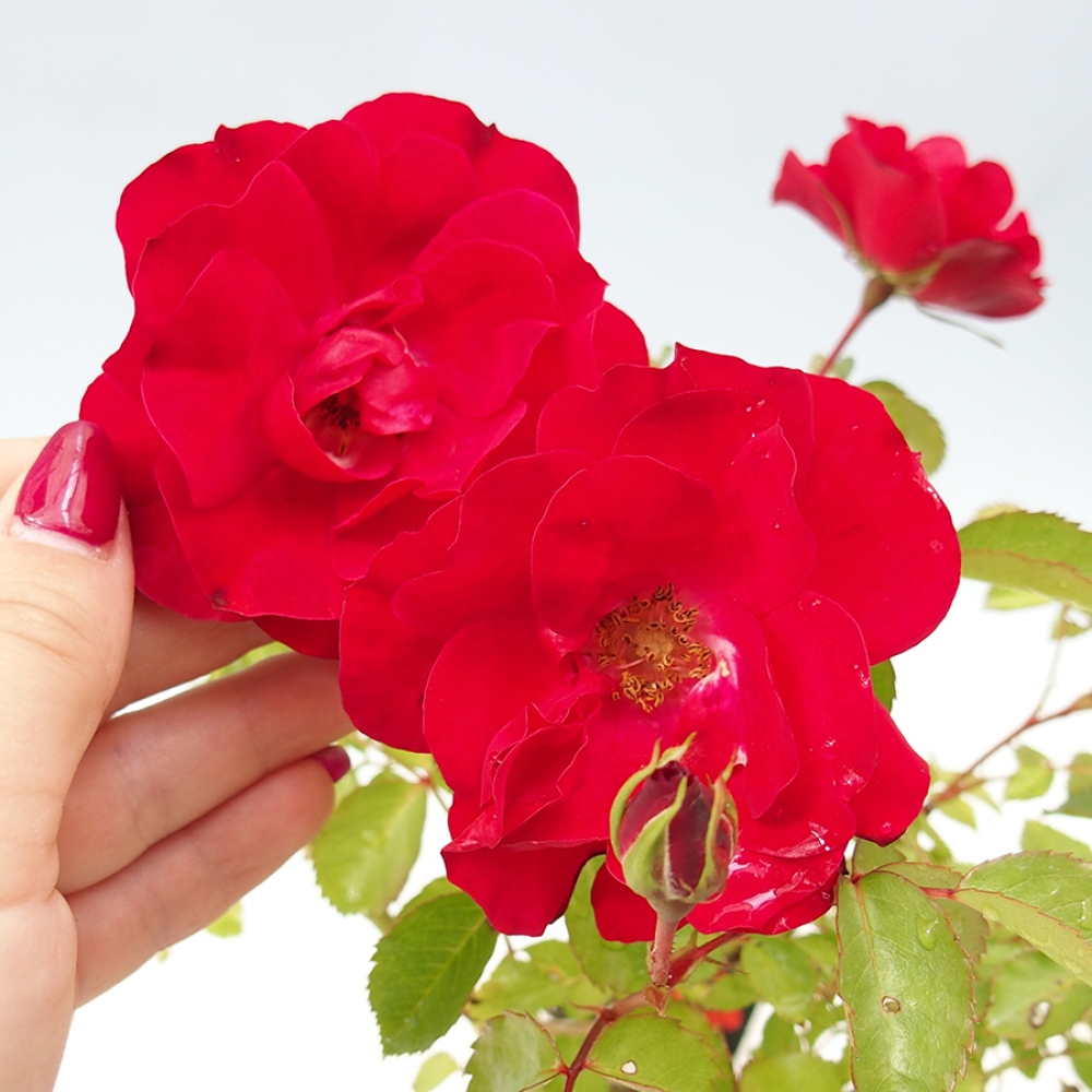 Vonkajší bonsai - Rosa Kordes - ruža