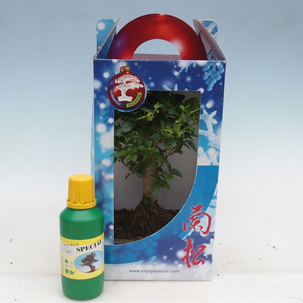 Izbový bonsaj v darčekovej krabičke Ligustrum chinensis - Vtáčí zobák