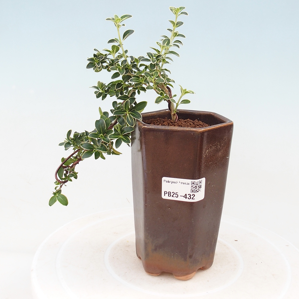 Izbová bonsai - Serissa foetida Variegata - Strom tisíce hviezd