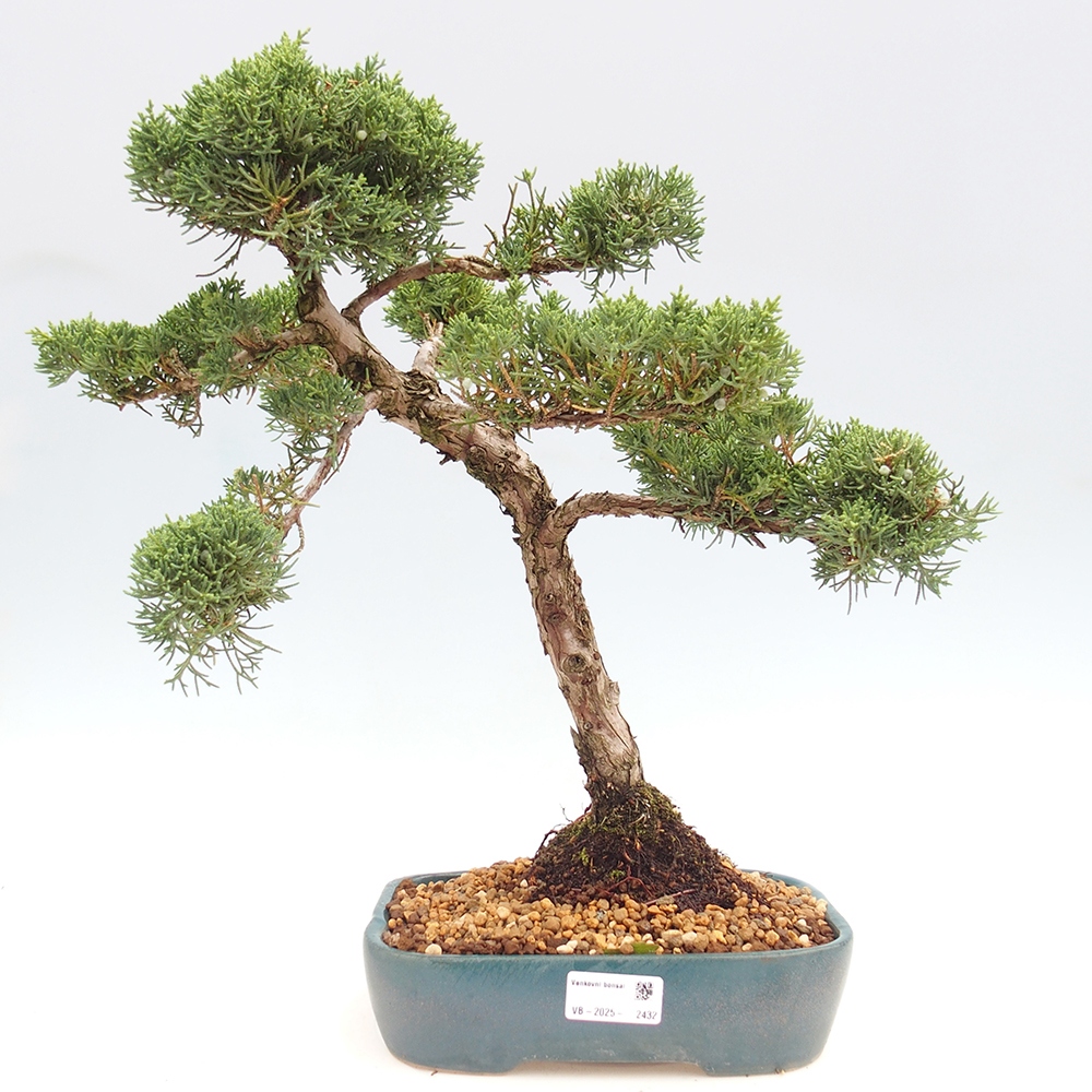 Vonkajší bonsai - Juniperus chinensis  - Borievka čínska 