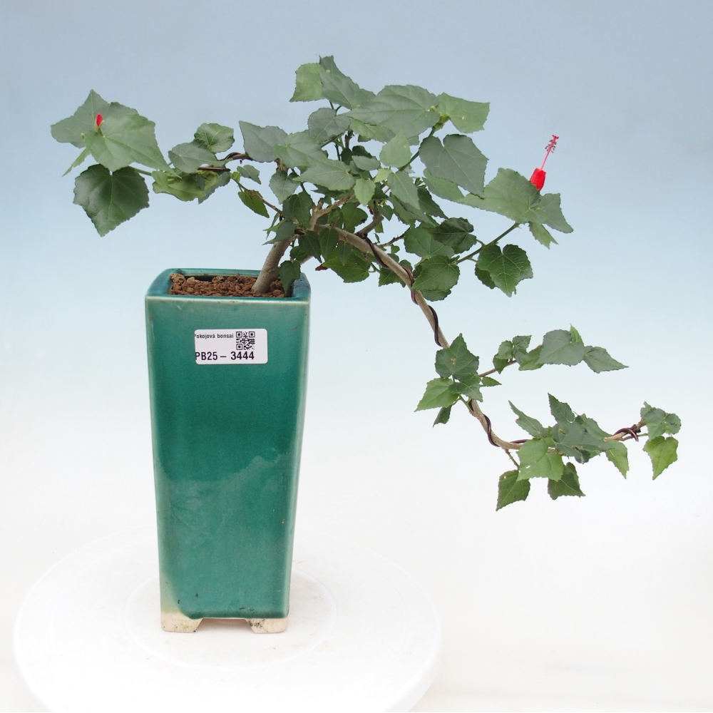 Izbový bonsaj - Malvaviscus arboreus