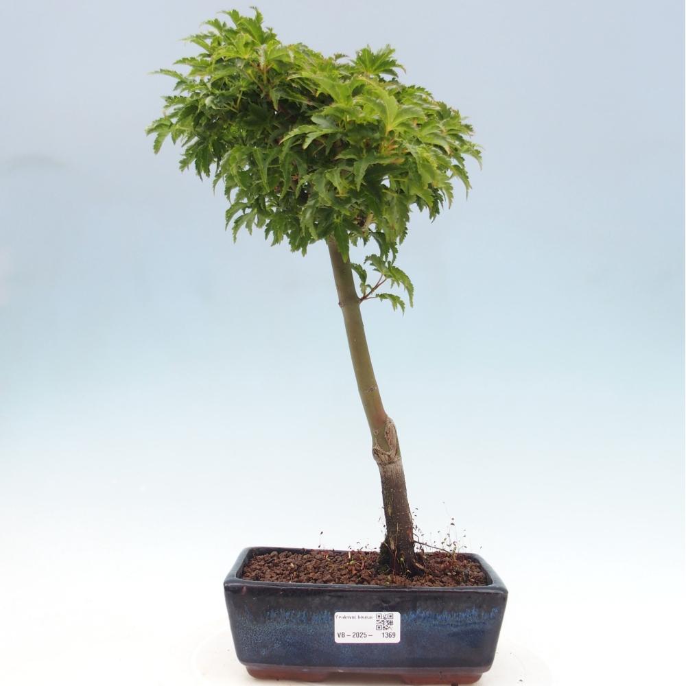Vonkajší bonsai -Javor dlanitolistý Acer palmatum Shishigashira