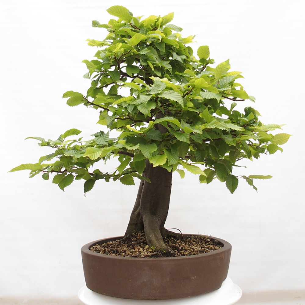 Vonkajší bonsai - Hrab obyčajný - Carpinus betulus