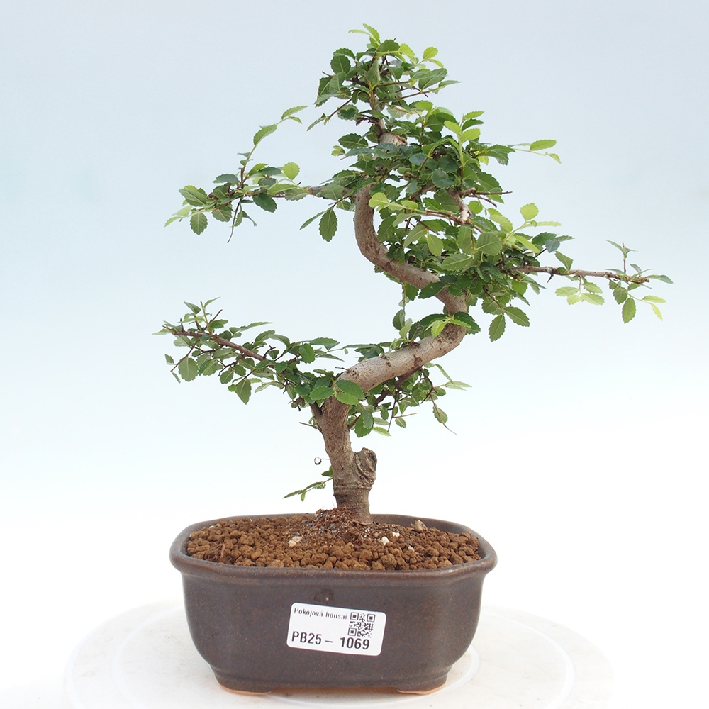 Izbová bonsai-malolistá brest 