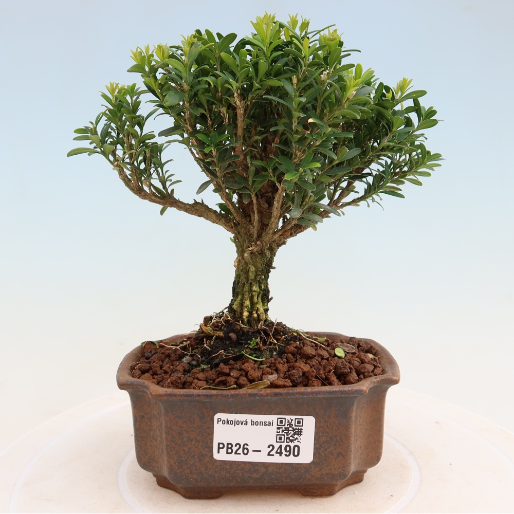 Izbové bonsaje - Buxus harlandii - korkový buxus