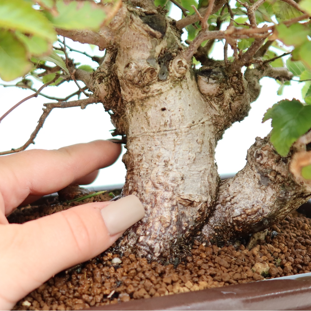 Vonkajšie bonsaje -Carpinus CARPINOIDES - Hrab kórejský