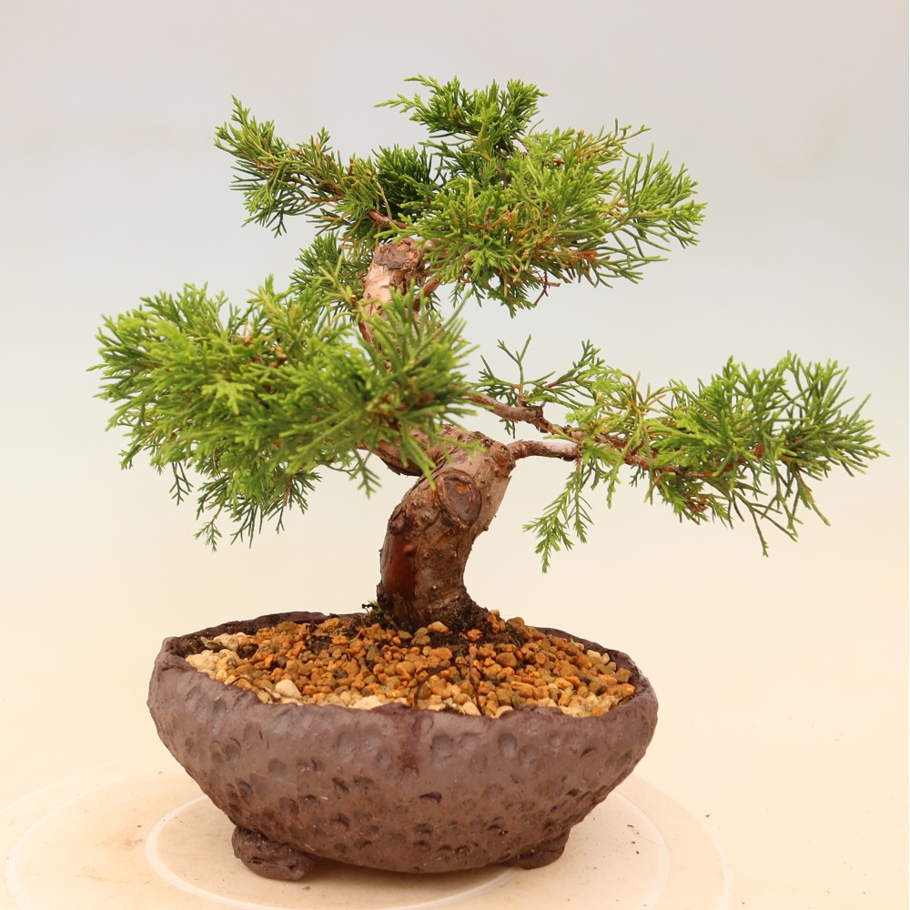Vonkajší bonsaj - Juniperus chinensis Itoigawa