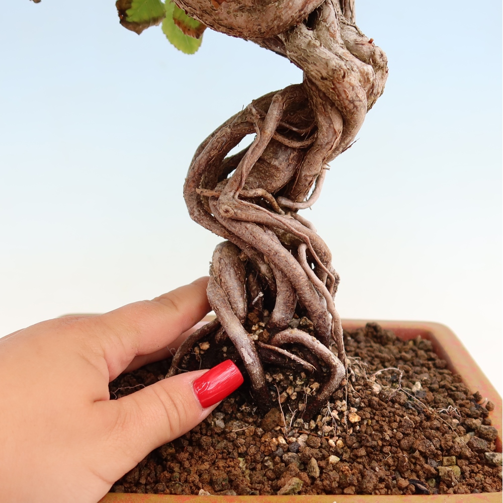 Vonkajší bonsaj -Carpinus coreana - Hrab kórejský