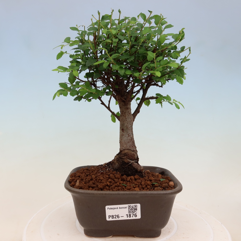 Izbový bonsaj - Ulmus parvifolia - brest malolistý