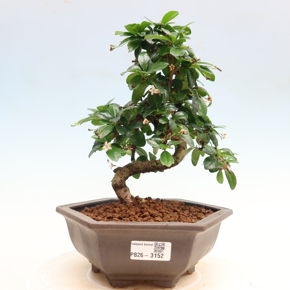 Izbové bonsaje - Carmona macrophylla - Tea fuki