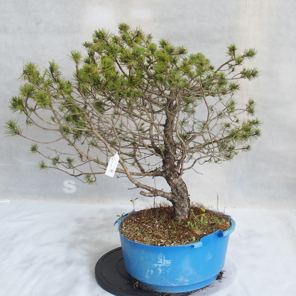 Yamadori - Pinus sylvestris 