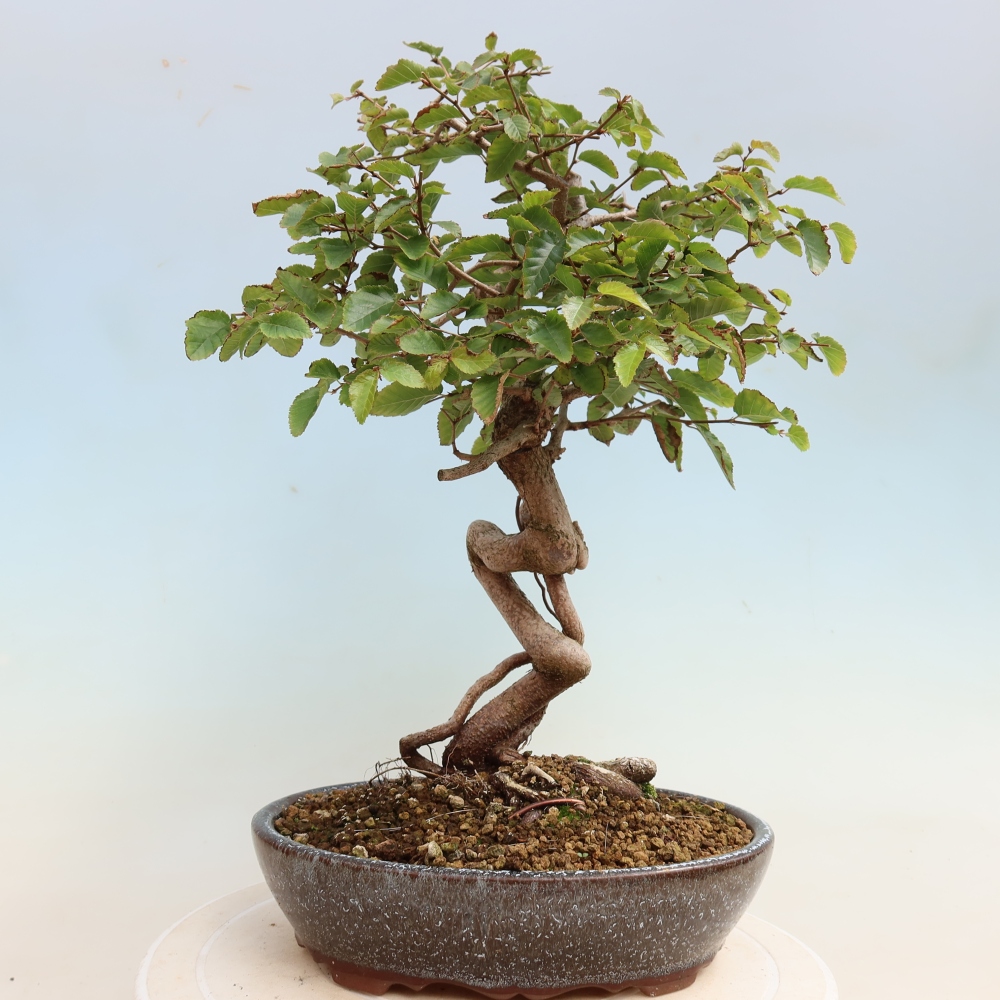 Vonkajšie bonsaje -Carpinus CARPINOIDES - Hrab kórejský