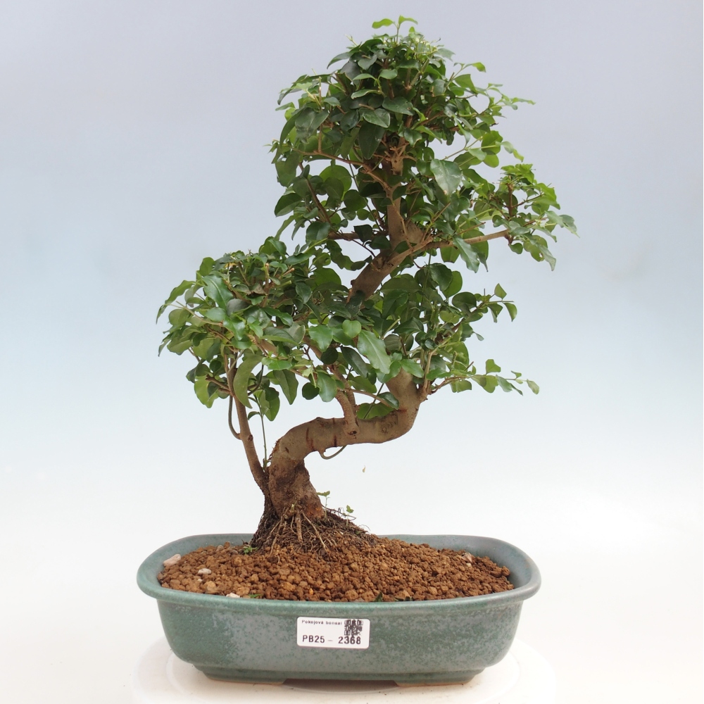 Izbová bonsai -Ligustrum chinensis - Vtáčí zob