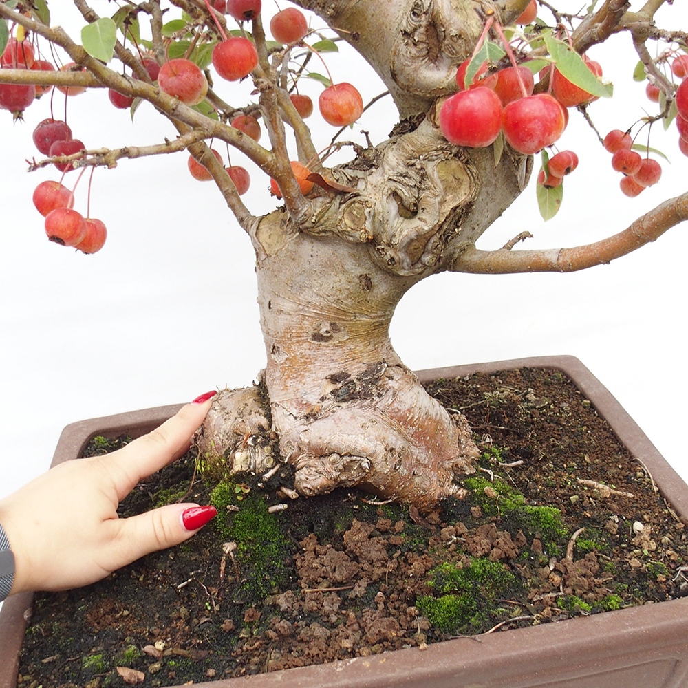 Vonkajší bonsai -Malus halliana - Maloplodá jabloň