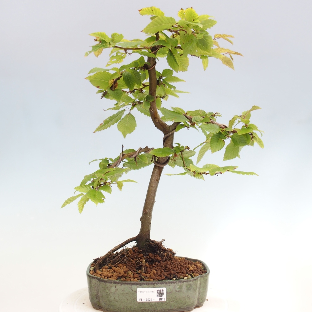 Vonkajší bonsai - Hrab obyčajný - Carpinus betulus