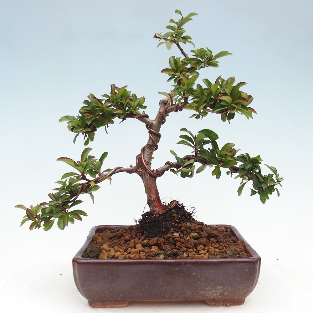 Vonkajšie bonsaje-Pyracantha Teton -Hlox