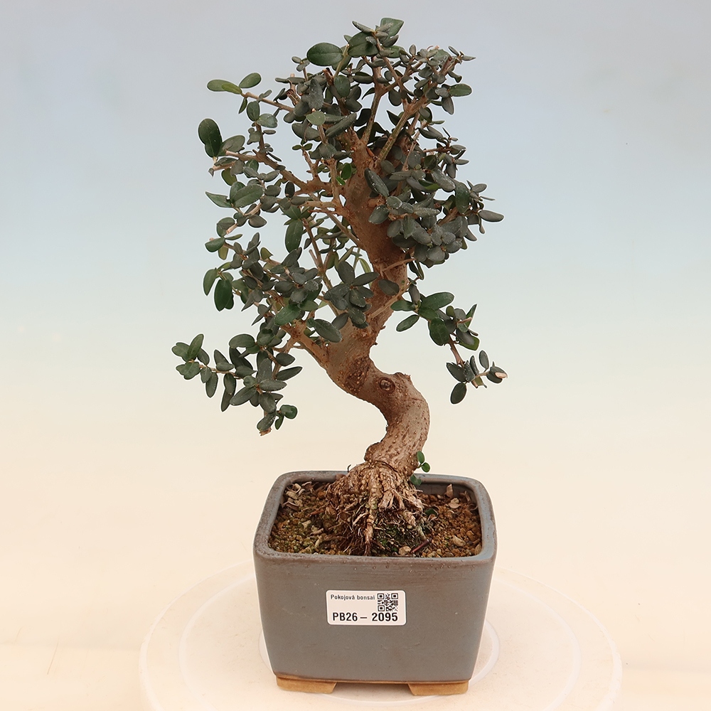 Izbový bonsaj - Olea europaea sylvestris