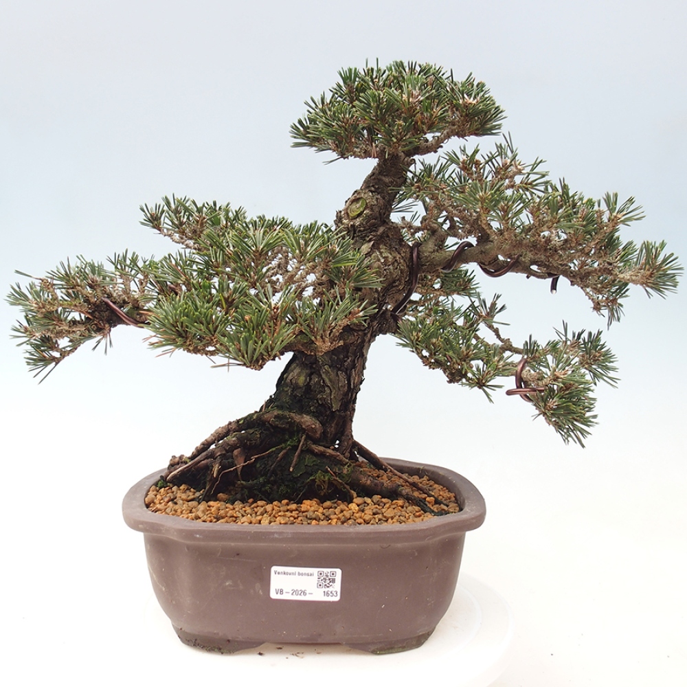 Vonkajší bonsaj - Pinus thunbergii Kotobuki - borovica Thunbergova