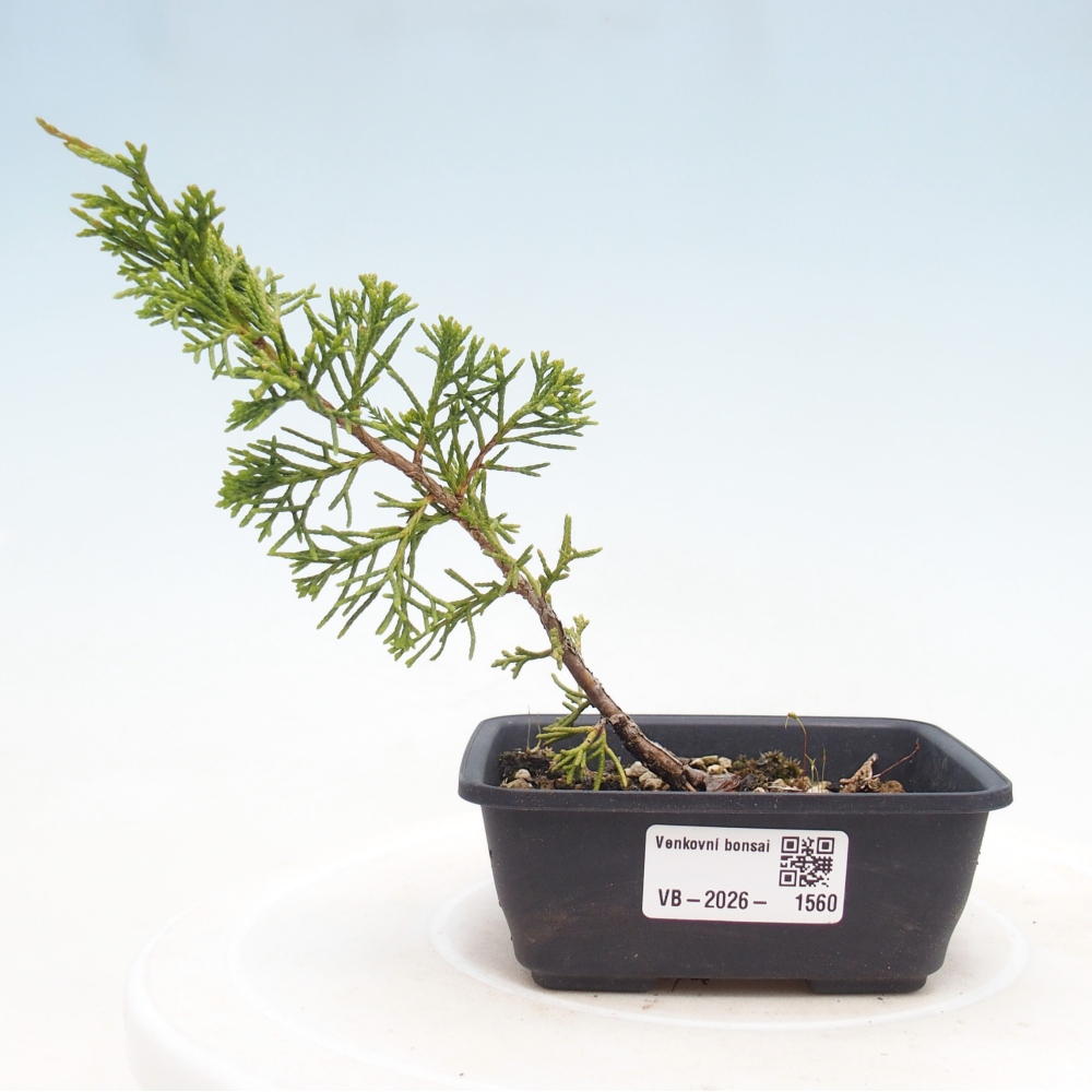 Vonkajší bonsaj - Juniperus chinensis Itoigawa