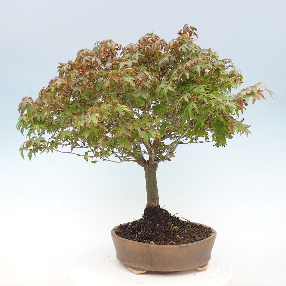 Acer palmatum KIOHIME - Javor palmetový