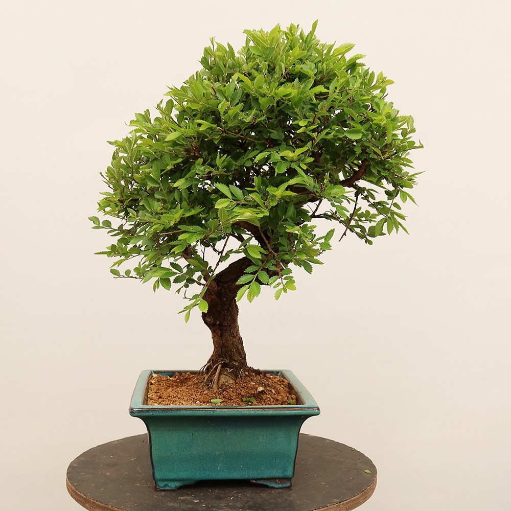 Vonkajšie bonsai - Zelkova - Zelkova NIRE